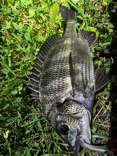 クロダイの釣果