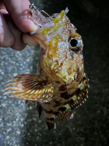 カサゴの釣果
