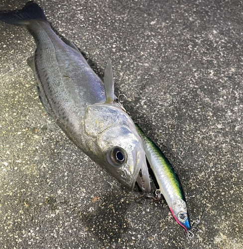 シーバスの釣果