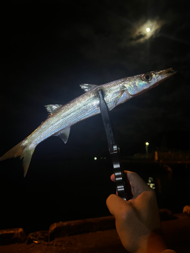 カマスの釣果