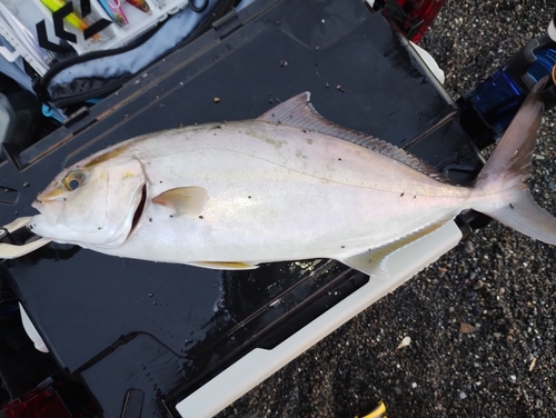 ショゴの釣果