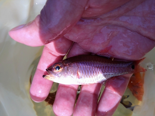 クロホシイシモチの釣果