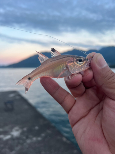 ネンブツダイの釣果