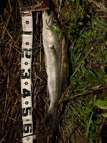 シーバスの釣果