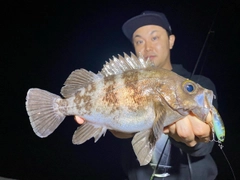 シロメバルの釣果