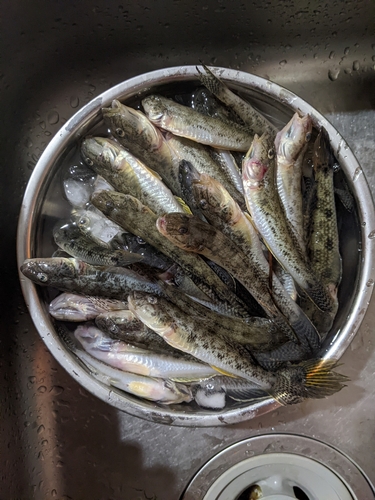 ハゼの釣果