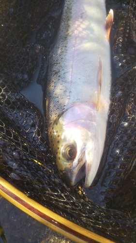 ニジマスの釣果