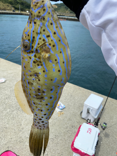 ソウシハギの釣果