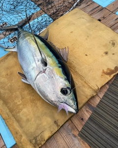 メバチマグロの釣果