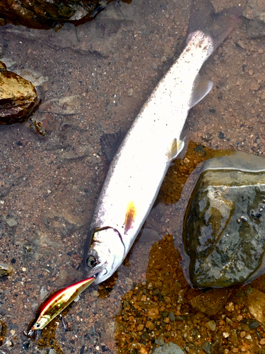 アメマスの釣果