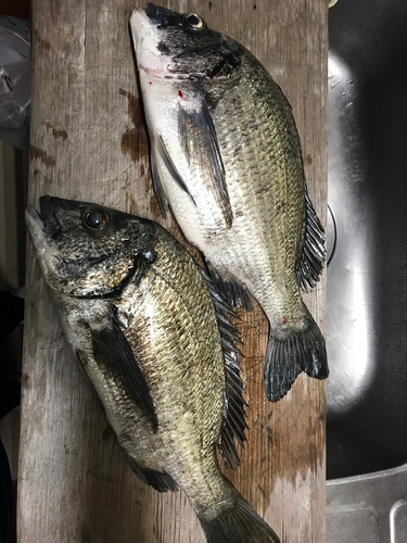 オキナワキチヌの釣果