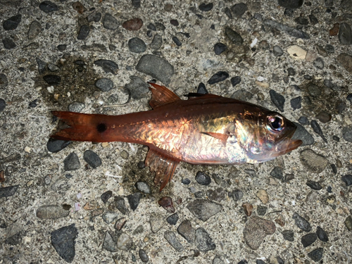 ネンブツダイの釣果