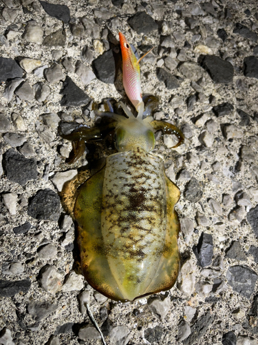 アオリイカの釣果