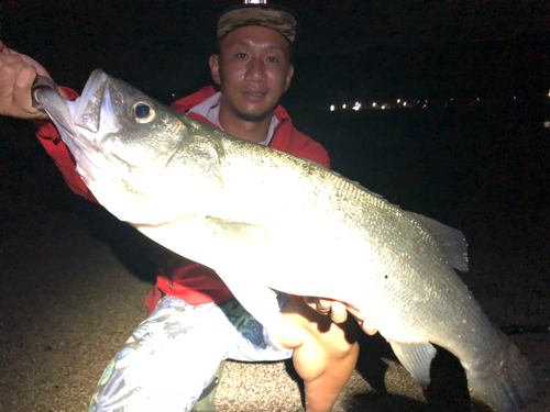 ヒラスズキの釣果