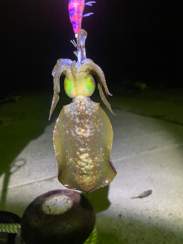 アオリイカの釣果