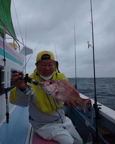 マダイの釣果