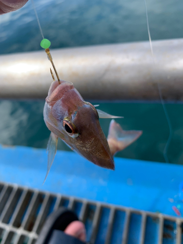 チダイの釣果