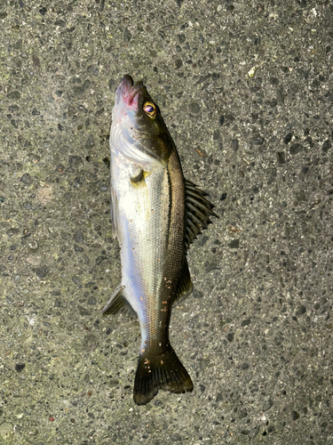 セイゴ（マルスズキ）の釣果