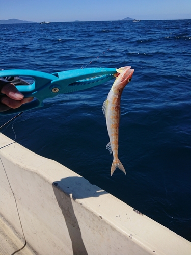 エソの釣果