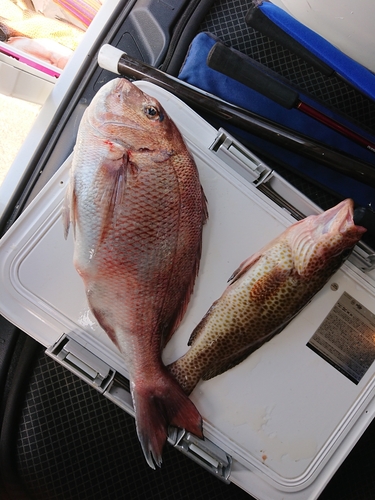 マダイの釣果