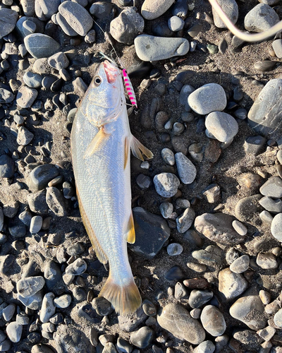 ニベの釣果