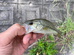 ラージマウスバスの釣果