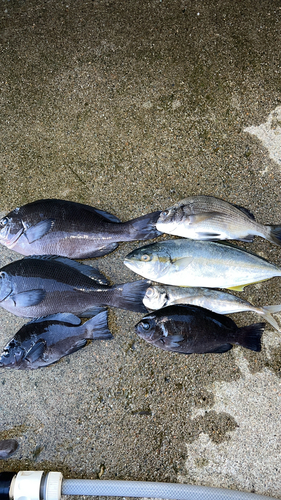 メジナの釣果