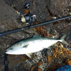 ワラサの釣果