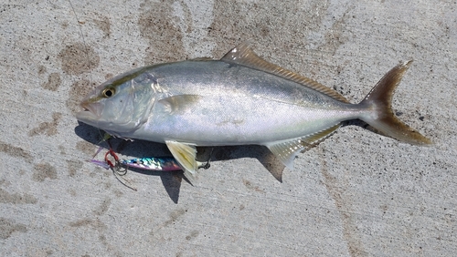 ショゴの釣果