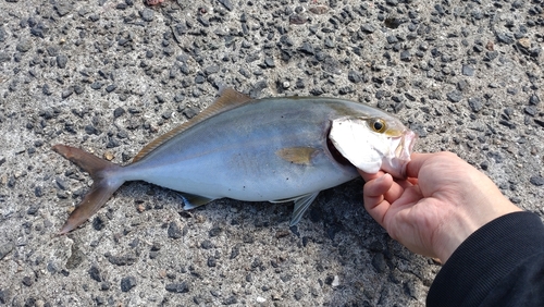 ショゴの釣果