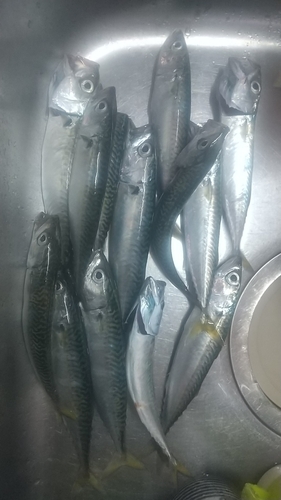 マサバの釣果