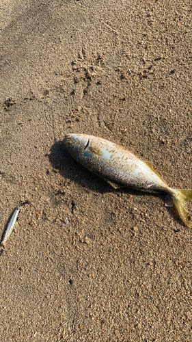 ショゴの釣果