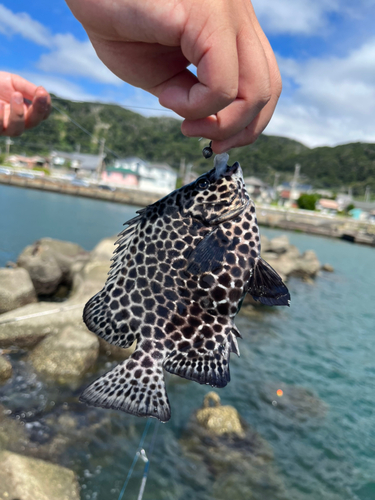 イシガキダイの釣果