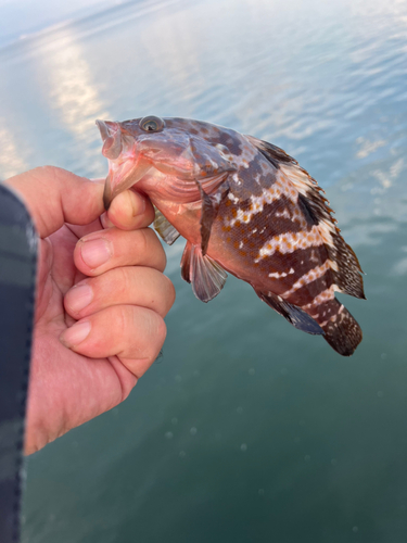 キジハタの釣果