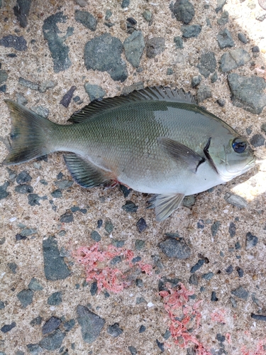 クロの釣果