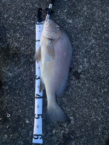 コロダイの釣果