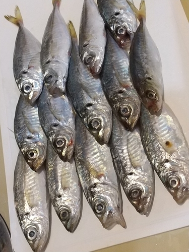 アジの釣果