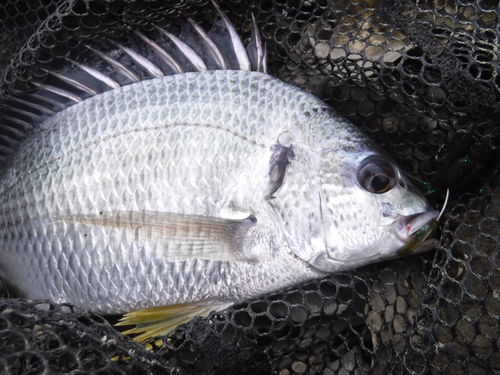 キビレの釣果