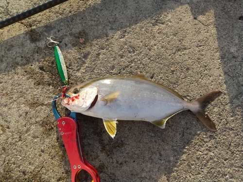 ショゴの釣果