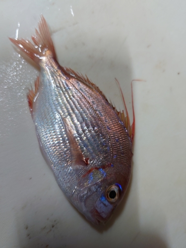 チダイの釣果