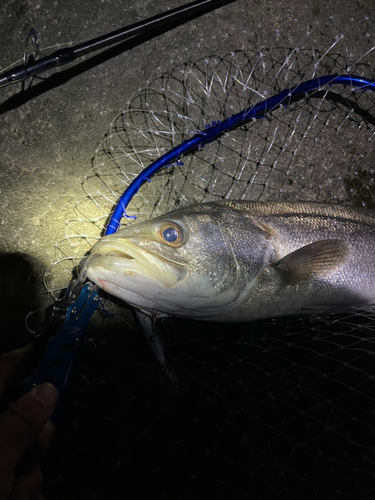 スズキの釣果