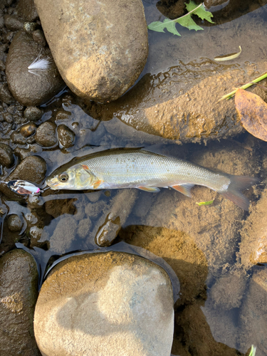 ウグイの釣果