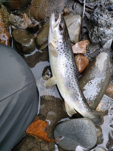 ブラウントラウトの釣果