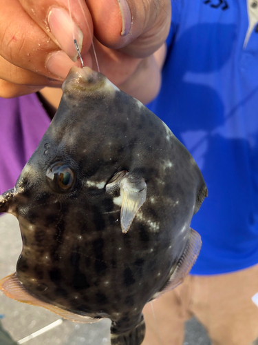 カワハギの釣果