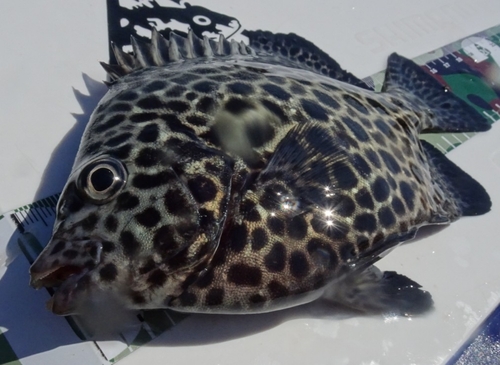 イシガキダイの釣果