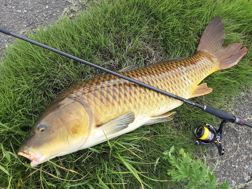 コイの釣果