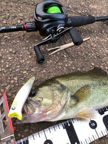 ブラックバスの釣果