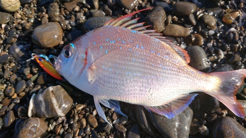 チャリコの釣果