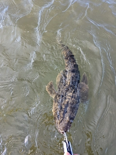 マゴチの釣果