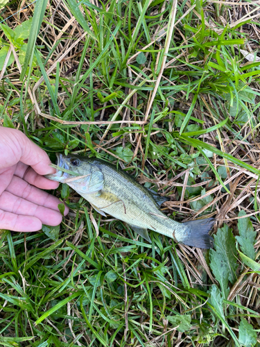 ラージマウスバスの釣果